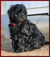 Dancer Bailey puppies 6 weeks old playtime 011