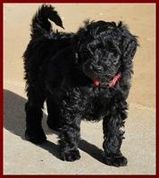 Dancer Bailey puppies 6 weeks old playtime 037