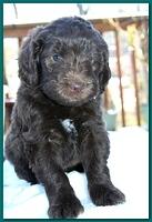 Bailey Rocco 5 weeks old teal 244
