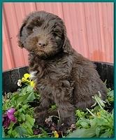 Bailey Rocco 7 weeks old 002