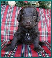 Bailey Rocco puppies 3 weeks old 028