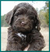 Bailey Rocco puppies 6 weeks old 013