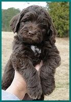 Bailey Rocco puppies 6 weeks old 017