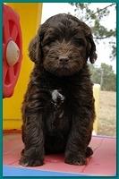 Bailey Rocco puppies 6 weeks old 023