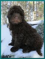 Bailey Rocco puppies 8 weeks old 009