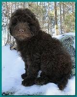 Bailey Rocco puppies 8 weeks old 010