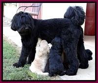 BG pups 5 wks old group 1