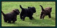 Puppies playing run