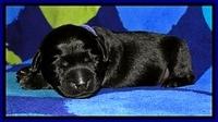 BG pups 1 wk old 11