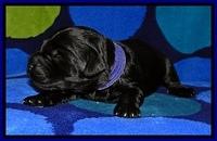 BG pups 1 wk old 13