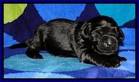 BG pups 1 wk old 14