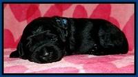 BG pups 2 wks old 8