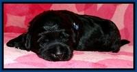 BG pups 2 wks old 9