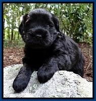 BG pups 4 wks old 4