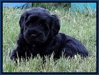BG pups 5 wks old 3