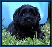 BG pups 5 wks old 4