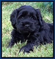 BG pups 5 wks old 5
