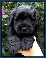 BG pups 6 wks old 8