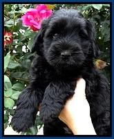 BG pups 6 wks old 9