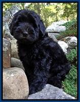 BG pups 8 wks old 950