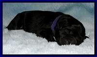 BG pups newborn 12