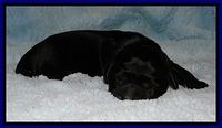 BG pups newborn 13
