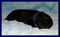 BG pups newborn 14