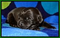 BG pups 1 wk old 10