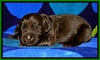 BG pups 1 wk old 7