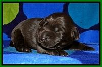 BG pups 1 wk old 8