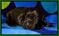 BG pups 1 wk old 9
