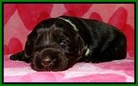 BG pups 2 wks old 12