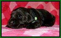 BG pups 2 wks old 13