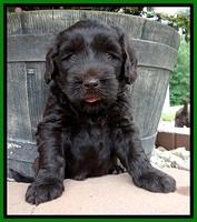 BG pups 5 wks old 53