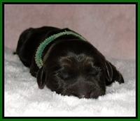 BG pups newborn 9