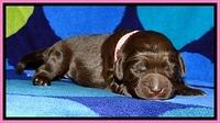 BG pups 1 wk old 1