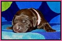 BG pups 1 wk old 2