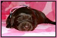 BG pups 2 wks old 1