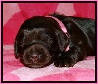 BG pups 2 wks old 2