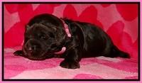 BG pups 2 wks old 3