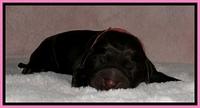 BG pups newborn 1