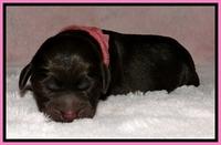 BG pups newborn 2