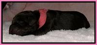 BG pups newborn 3