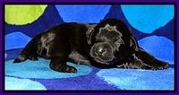 BG pups 1 wk old 4