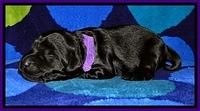BG pups 1 wk old 5