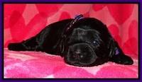 BG pups 2 wks old 18