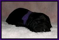 BG pups newborn 4