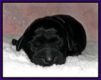 BG pups newborn 6