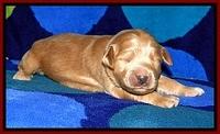 BG pups 1 wk old 17