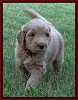 BG pups 5 wks old 23